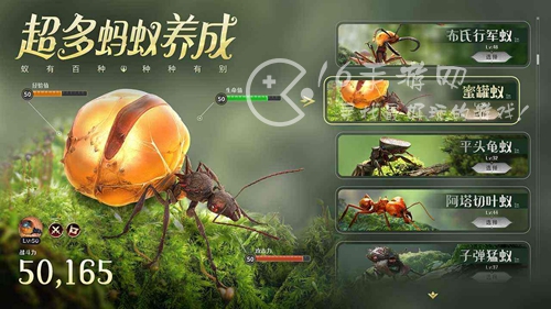 小小蚁国运输蚁阵容分享 运输蚁最强阵容一览