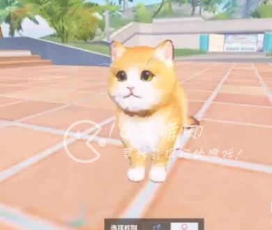 和平精英家园怎么养猫养宠物 给宠物喝水是怎么做到的