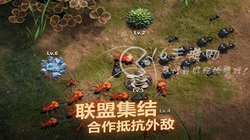 小小蚁国特化蚁搭配攻略 最强特化蚁搭配方案分享