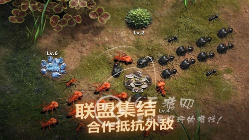 小小蚁国升星资源表 奇异残壳怎么获得