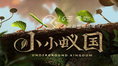 小小蚁国十大最值得养的蚂蚁 特化蚁培养推荐