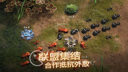 小小蚁国十大最值得养的蚂蚁 特化蚁培养推荐