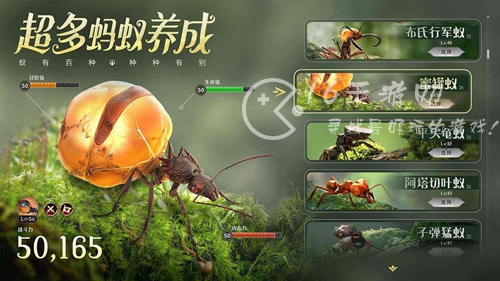 小小蚁国特化蚁搭配分享 特化蚁最强阵容2023