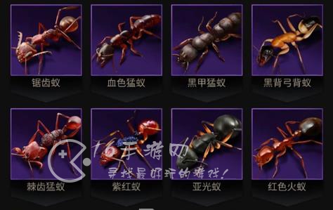 小小蚁国最强橙色蚂蚁 十大最值得养的蚂蚁